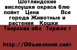 Шотландские вислоушки окраса блю пойнт › Цена ­ 4 000 - Все города Животные и растения » Кошки   . Тверская обл.,Торжок г.